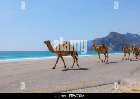 Kamele auf der Straße in der Nähe von Al Mughsayl. Stockfoto