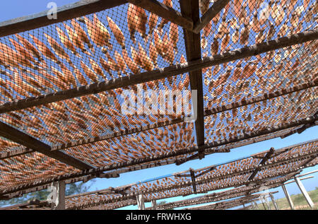 Getrockneten Tintenfisch mit Sonne. Trocknen Tintenfisch mit solar Energ in Fischerdorf in Thailand. Stockfoto