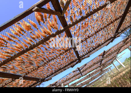 Getrockneten Tintenfisch mit Sonne. Trocknen Tintenfisch mit solar Energ in Fischerdorf in Thailand. Stockfoto