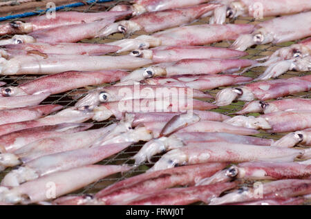 Getrockneten Tintenfisch mit Sonne. Trocknen Tintenfisch mit solar Energ in Fischerdorf in Thailand. Stockfoto