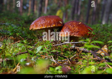 Steinpilze Pilze in einem verregneten Wald Stockfoto