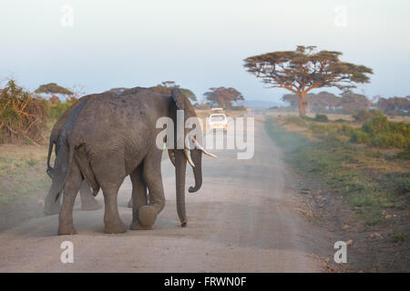 Familie der Elefanten auf Schmutz Roadi in Amboseli Stockfoto