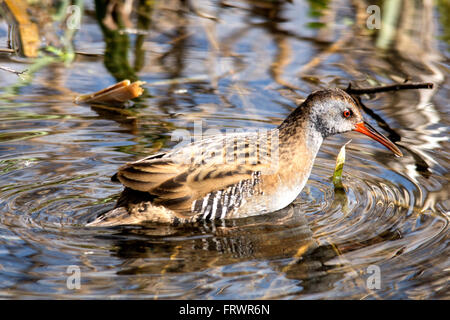 Wasser-Schiene (Rallus Aquaticus) schwimmen auf der Suche nach Nahrung. Stockfoto