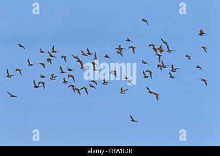 Europäische goldene Regenpfeifer / eurasischen Goldregenpfeifer (Pluvialis Apricaria), flock im Flug Stockfoto