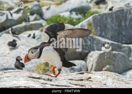 Papageitaucher flüchten auf Machias Seal Island Stockfoto