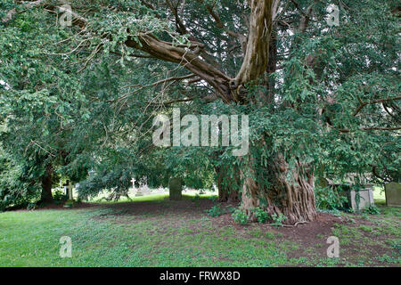 Untere Breinton; Eibe; Herefordshire; UK Stockfoto