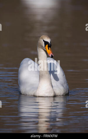 Höckerschwan; Cygnus Olor einzelne Cornwall; UK Stockfoto