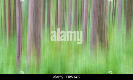 Beispiel für ICM (absichtliche Kamerabewegung) in einem Wald im Norden Englands. Föhren mit Grün unter. Stockfoto