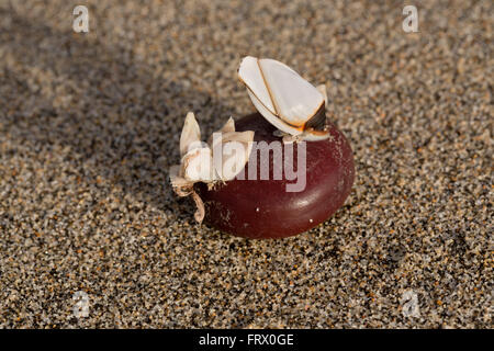 Meer-Bean mit Boje und Gans Entenmuscheln Dosima Fascicularis Cornwall; UK Stockfoto