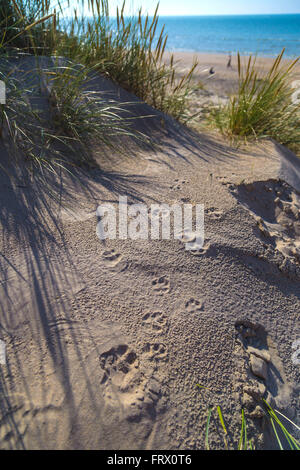 Hund Pfote Drucke auf dem Sand in den Dünen bei De Haan, belgische Nordseeküste Stockfoto