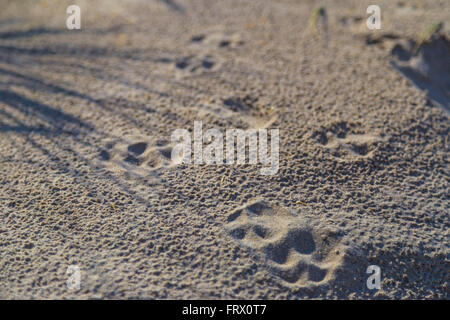 Hund Pfote Drucke auf dem Sand in den Dünen bei De Haan, belgische Nordseeküste Stockfoto