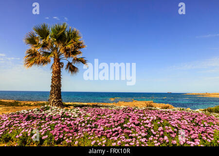 Küstenlandschaft mit Palme und rosa Blüten. Stockfoto