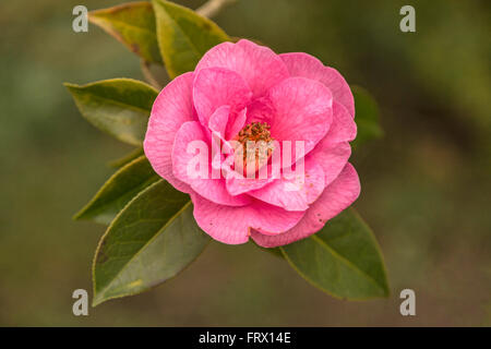 Frühjahr: blühende Kamelie in den italienischen Gärten Renishaw Hall, Eckington in Derbyshire, England, Vereinigtes Königreich. Stockfoto