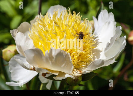 Weiße Pfingstrose (Paeonia Lactiflora) mit gelber Mitte Zentrum "Honig Gold" mit einer Biene auf der Blume Stockfoto