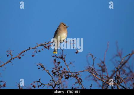 Zeder Seidenschwanz (Bombycilla Cedrorum) im winter Stockfoto