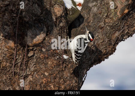 Männliche behaarte Specht (Picoides Villosus) im winter Stockfoto