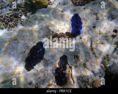 Gruppe von Riesenmuscheln Tridacna maxima Stockfoto