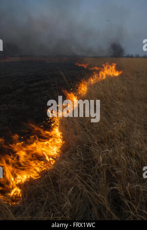 Auburn, Kansas, 30. März 2014 jährliche Felder verbrannt, um Unkräuter und holzige Pflanzen Credit: Mark Reinstein Stockfoto