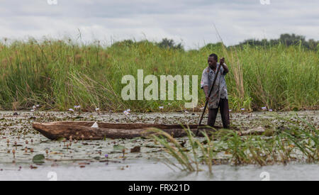 Motswana Mann Wetten einem Mokoro Ernte Wasser Lilienknospen, als Gemüse zu essen. Oksvango-Delta bei Shakawe, Norden Botswanas. Stockfoto