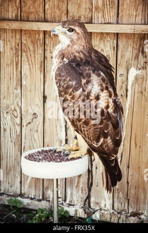 Golden Eagle - Aquila Chrysaetos - große Raubvogel. Tier-Szene. Stockfoto
