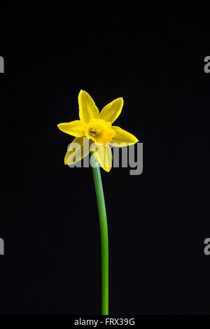 Miniatur-Narzissen in voller Blüte auf einem schwarzen Hintergrund Stockfoto