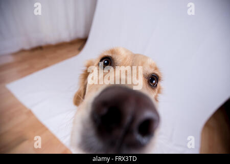 Foto-Shooting mit einem golden Retriever super Modell Stockfoto