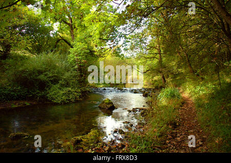 Friedliche Riverside walk in Millers Dale, in der Nähe Tideswell, Derbyshire Stockfoto