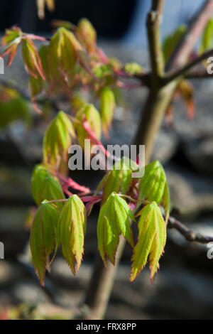 Die kleinen Blätter eines jungen japanischen Bonsai Stil Ahornbaum in der Frühlingssonne. Stockfoto
