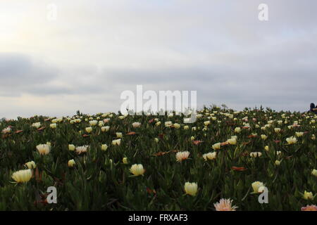 trübe Blumen Stockfoto