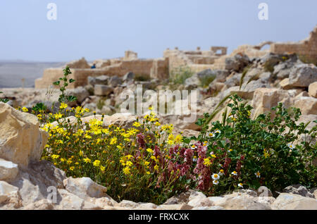 Ausgrabungen in der Nähe von Advad, Wüste Negev, Süd-Israel, Israel Stockfoto