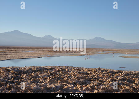 Salar de Atacama See Laguna Chaxa Flamingos Anden Stockfoto