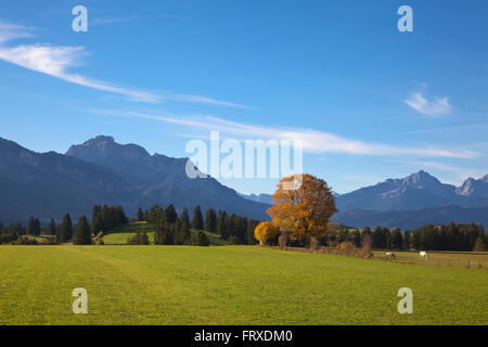 Wiese mit Pferden, Blick auf die Allgäuer Alpen, Saeuling und Tannheimer Berge, Allgäu, Bayern, Deutschland Stockfoto