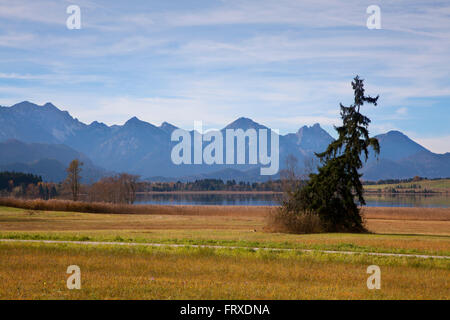 Blick über See Bannwaldsee zu den Allgäuer Alpen, Tannheimer Berge, Allgäu, Bayern, Deutschland Stockfoto