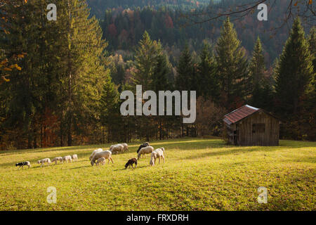 Alm mit Schafen, in der Nähe von Garmisch-Partenkirchen, Wettersteingebirge, Werdenfelser, Bayern, Deutschland Stockfoto