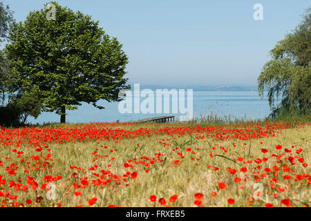 Mohnfeld am Ufer Sees in der Nähe von San Feliciano, Lago Trasimeno, Provinz Perugia, Umbrien, Italien, Europa Stockfoto