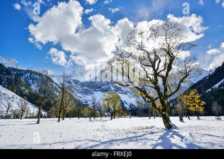 Verschneite Ahornbäume mit Karwendel im Hintergrund, Grosser Ahornboden, Karwendel, Eng, Naturschutzgebiet Karwendel reichen, Tirol, Österreich Stockfoto