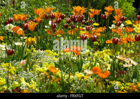 Tulpen und Frühlingsblumen in einem Blumenbeet, Hermannshof, Weinheim, Baden-Württemberg, Deutschland, Europa Stockfoto