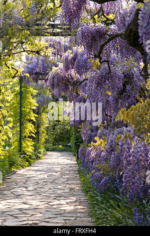 Wisteria Floribunda, japanische Wisteria, Deutschland, Europa Stockfoto