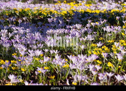 Schnee Winter Aconites, Krokusse, Crocus Tommasinianus, Eranthis, Deutschland, Europa Stockfoto