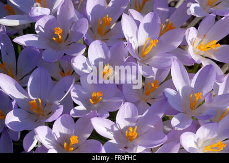 Krokus lila Schnee Blüten, Crocus Tommasinianus, Deutschland, Europa Stockfoto