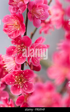 Japanische Aprikose Blüten, Prunus Mume Beni Chi Dori, Deutschland, Europa Stockfoto