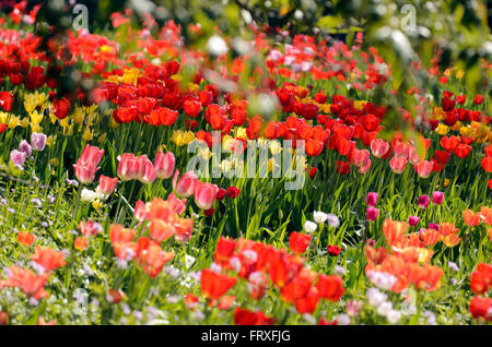 Tulpen im Garten, Hermannshof, Weinheim, Baden-Württemberg, Deutschland, Europa Stockfoto