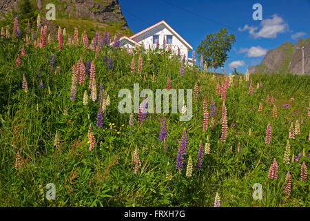 Holzhaus mit Lupinen in das Dorf Reine Insel Moskenes, Lofoten, Provinz Nordland, Nordland, Norwegen, Europa Stockfoto