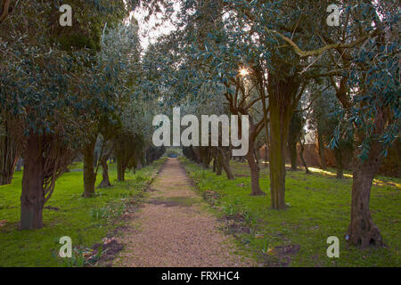 Olivenhain am l ' Abbaye de Fontfroide, Corbières, Abt. Aude, Languedoc-Roussillon, Frankreich, Europa Stockfoto