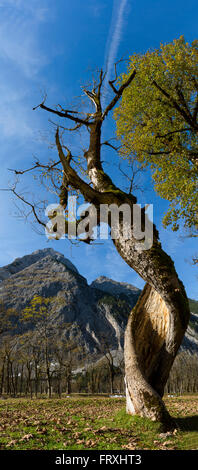 Baum mit verdrehten Stamm, Grosser Ahornboden im Karwendel-Berg im Hintergrund, Tirol, Österreich Stockfoto