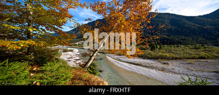 Fluss Isar und Strand Baum zwischen Wallgau und Vorderiss, Upper Bavaria, Bavaria, Germany Stockfoto