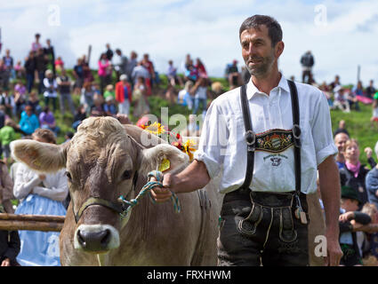 Ochse Rennen in Muensing Starnberger See, Bad Tölz, Wolfratshausen, Upper Bavaria, Bavaria, Germany Stockfoto