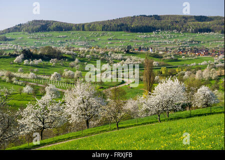 Blühende Kirschbäume, Obereggenen in der Nähe von Müllheim, Schwarzwald, Baden-Württemberg, Deutschland Stockfoto