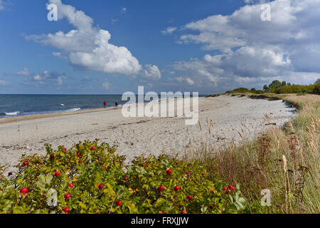 Wilde Hagebutten am Strand in der Nähe von Ostsee, Ostseeküste, Mecklenburg-Vorpomerania, Deutschland Stockfoto