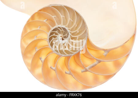 Nautilus Shell Abschnitt, perfekte Fibonacci-Muster auf weißen, Clipping-Pfad Stockfoto